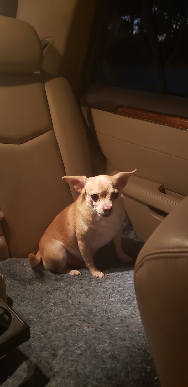 Lost Chihuahua in Florida