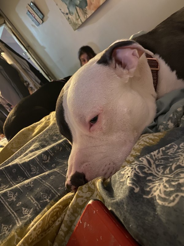 Safe Pit Bull in Jonesboro, GA