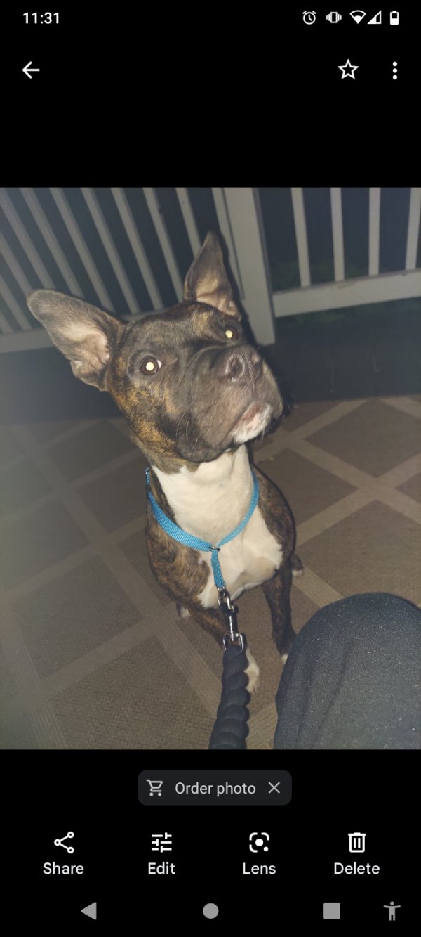 Safe Mutt in Chattanooga, TN