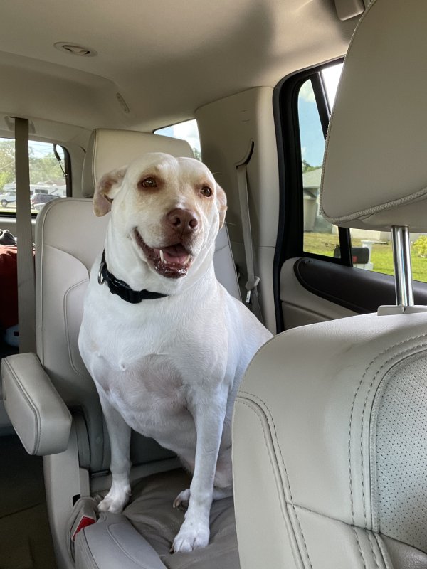 Safe Dog in Port Saint Lucie, FL