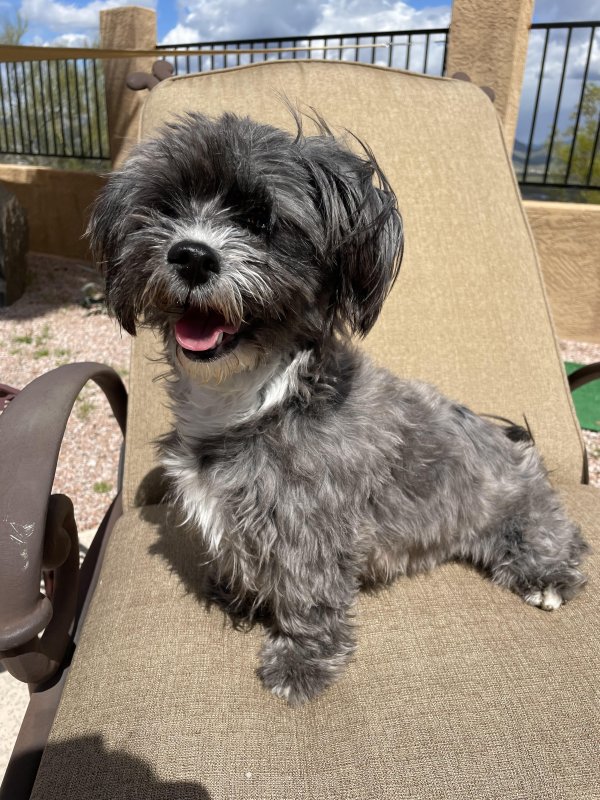 Safe Havanese in Phoenix, AZ