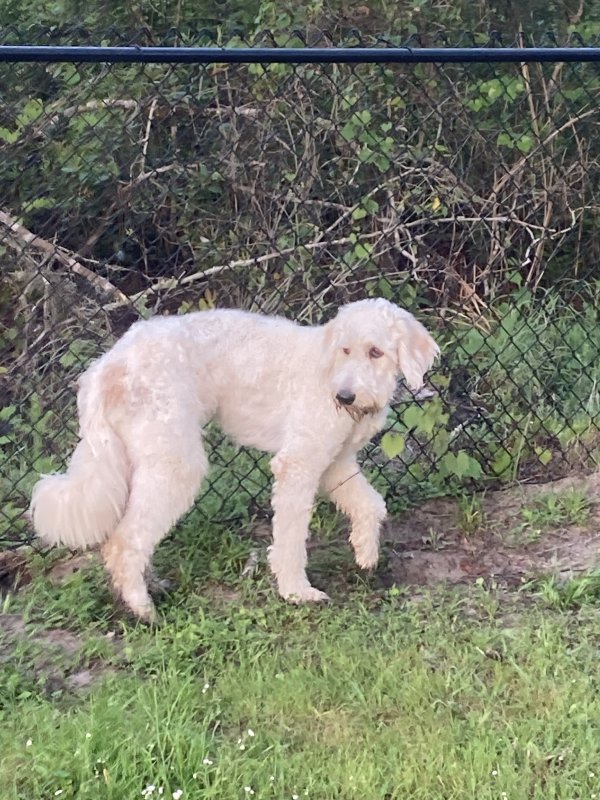 Safe Golden Retriever in Bronson, FL