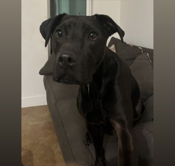 Lost Labrador Retriever in Texas
