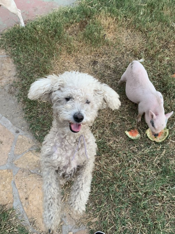 Lost Poodle in Arizona