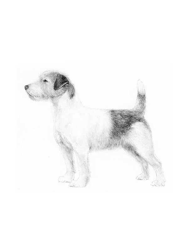 Lost Jack Russell Terrier in Houston, Texas