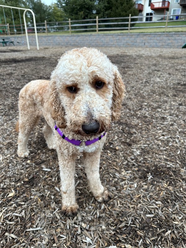 Safe Golden Retriever in Parkesburg, PA