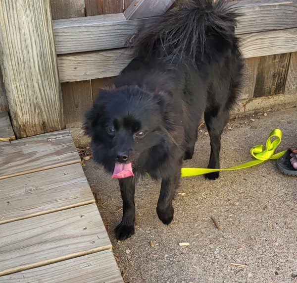 Safe Pomeranian in Arlington, TX