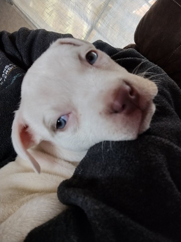 Safe Pit Bull in Greenbrier, AR
