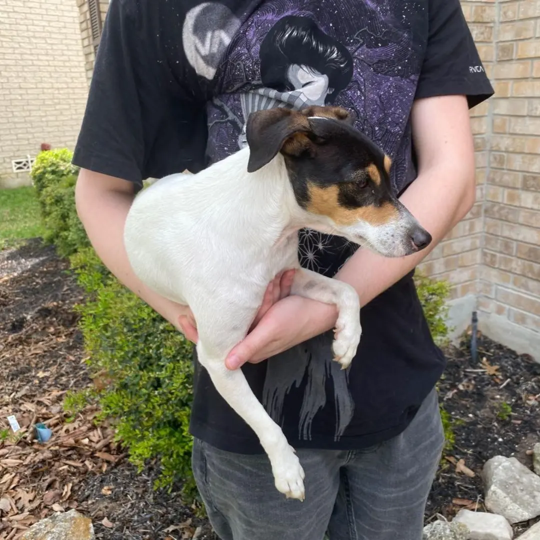Found Jack Russell Terrier in Texas