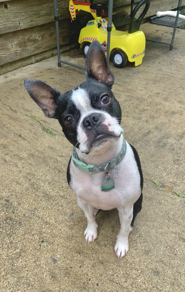 Safe Boston Terrier in Alexander, AR