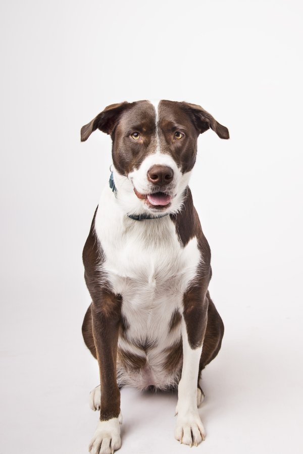 Safe Labrador Retriever in Hammond, LA