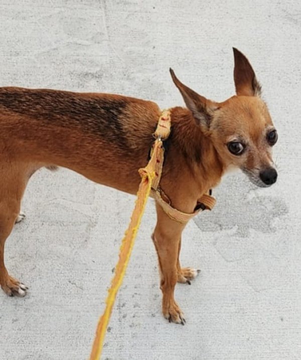 Safe Chihuahua in Saint Augustine, FL