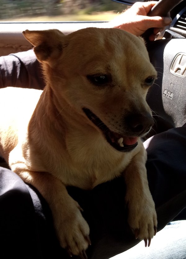 Safe Chihuahua in Quitman, AR