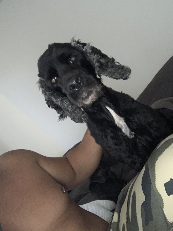 Safe Cocker Spaniel in Boca Raton, FL