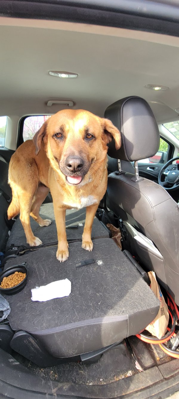 Safe Mutt in Charlotte, NC