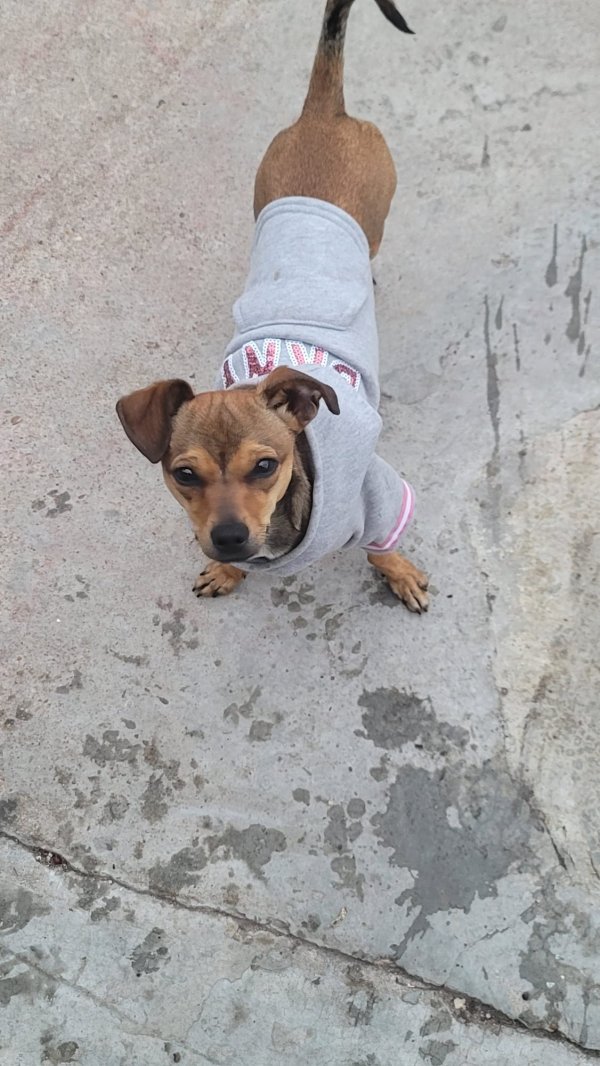 Safe Chihuahua in Houston, TX