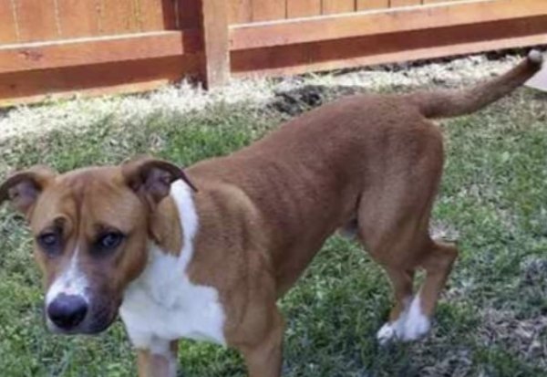 Safe Dog in Houston, TX