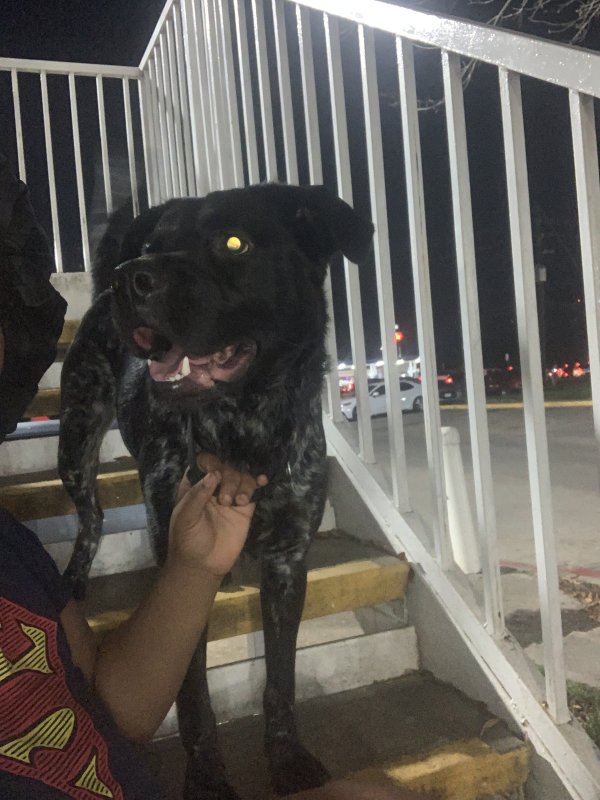 Safe Australian Cattle Dog in Houston, TX