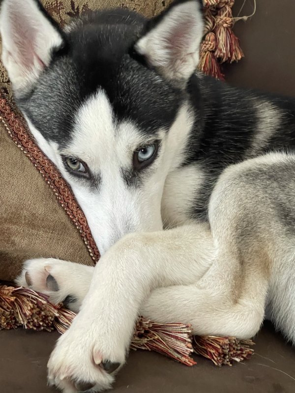 Safe Siberian Husky in Opa Locka, FL