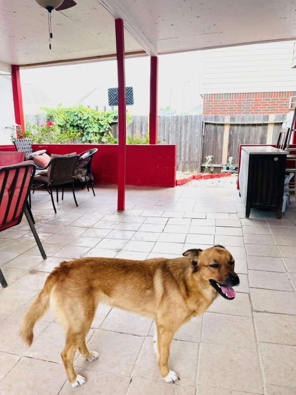 Safe German Shepherd Dog in Katy, TX