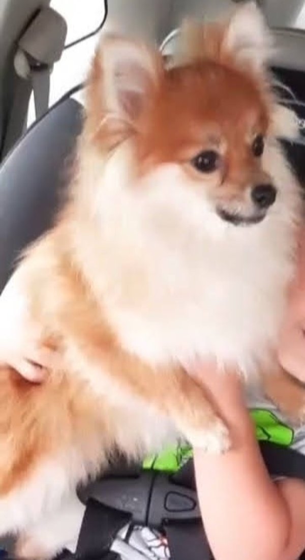 Lost Pomeranian in Illinois