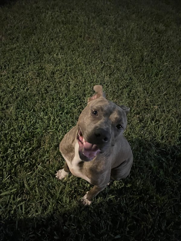 Safe Pit Bull in Houston, TX