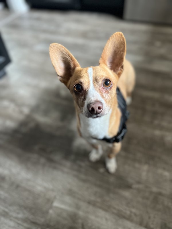 Found Chihuahua in Mesa, AZ