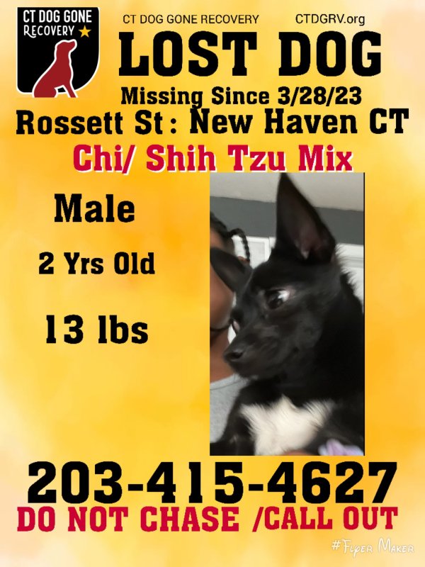 Stolen Chihuahua in New Haven, CT