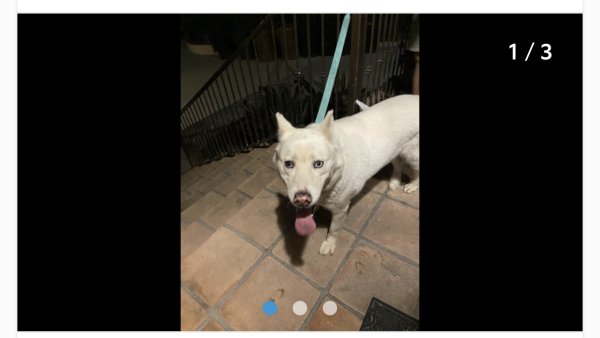 Safe Siberian Husky in La Habra, CA