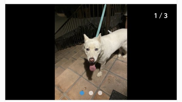Found Siberian Husky in La Habra, CA