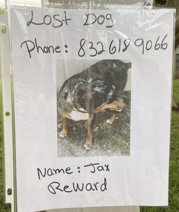 Safe Catahoula Leopard in Houston, TX
