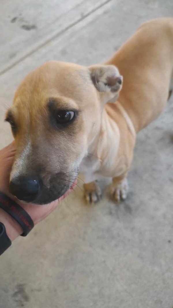 Safe Mutt in Houston, TX