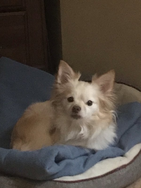 Safe American Eskimo Dog in Vaughan, MS