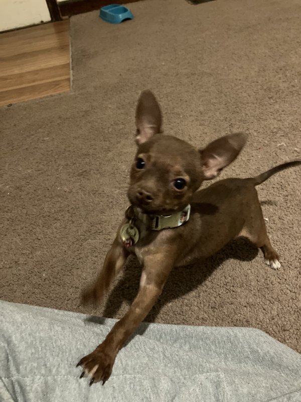 Safe Chihuahua in Indianapolis, IN