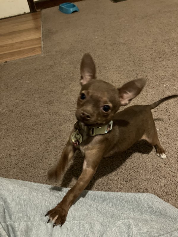 Lost Chihuahua in Indiana