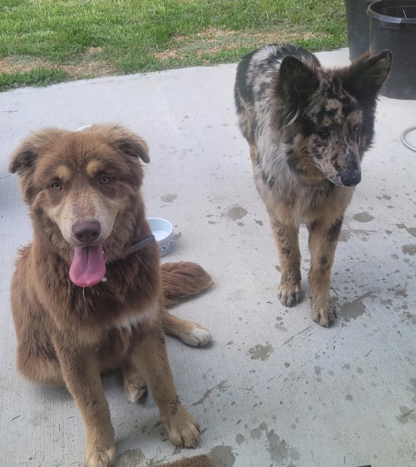 Safe Australian Shepherd in Houston, TX