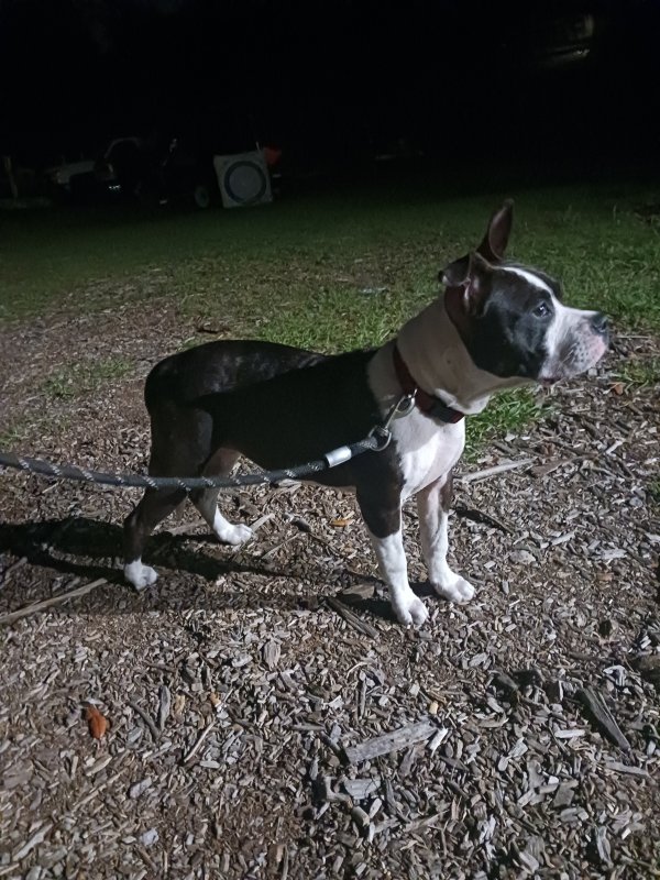 Safe Mutt in Yulee, FL