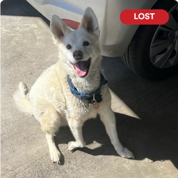 Lost Mutt in Maryland