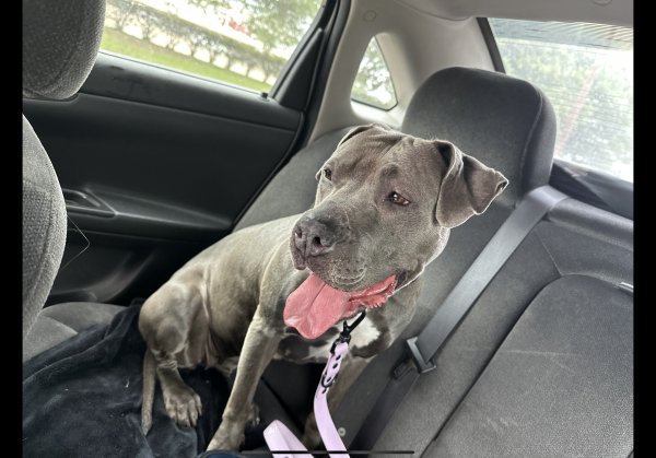 Safe Pit Bull in Missouri City, TX