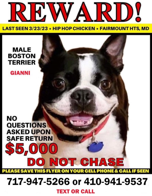 Lost Boston Terrier in Washington, DC