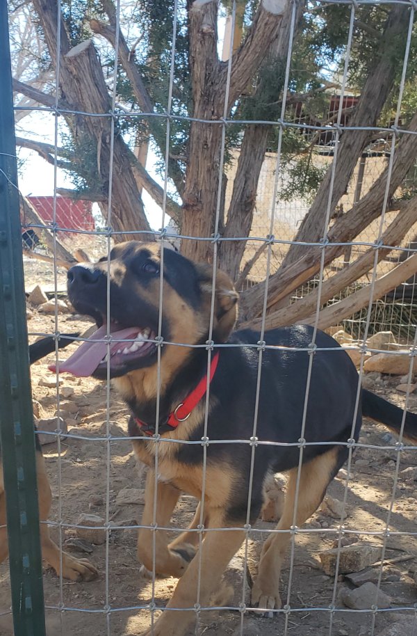 Safe German Shepherd Dog in Pinon Hills, CA