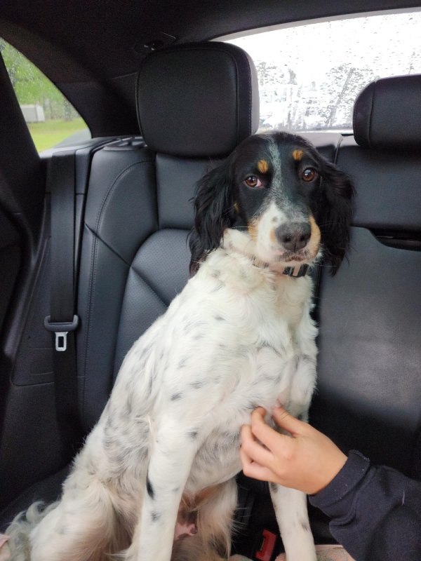 Safe Sussex Spaniel in Raleigh, NC