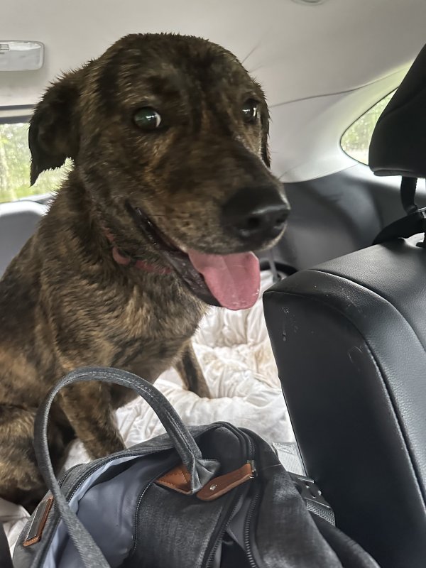Safe Dog in Graysville, GA