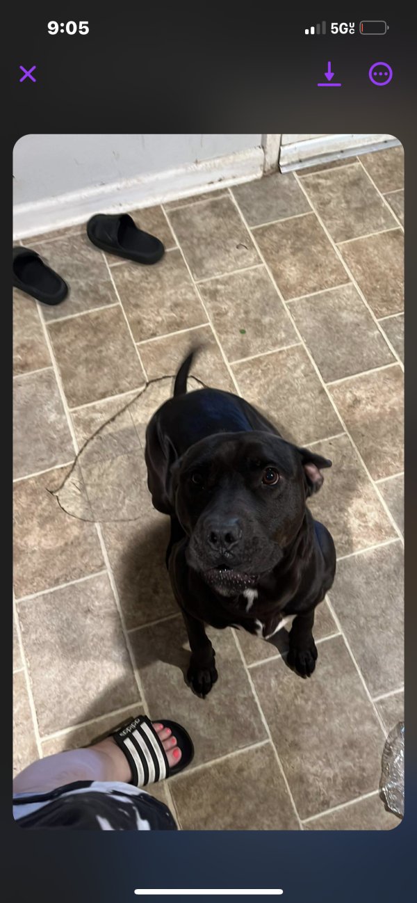 Safe Mutt in Atlanta, GA
