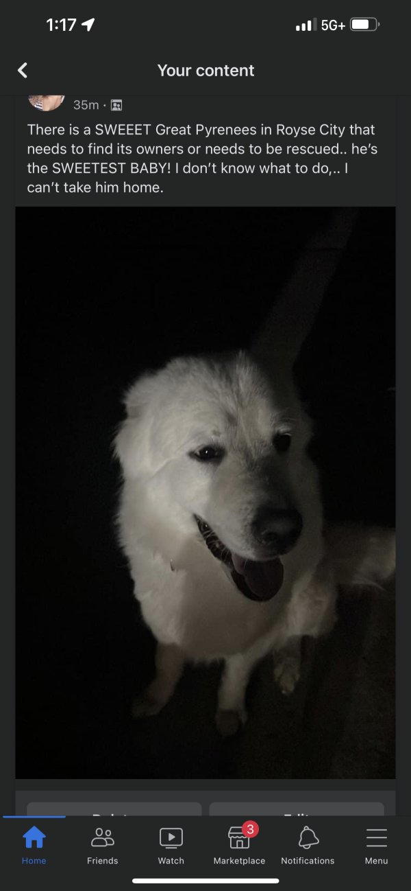 Safe Great Pyrenees in Rowlett, TX