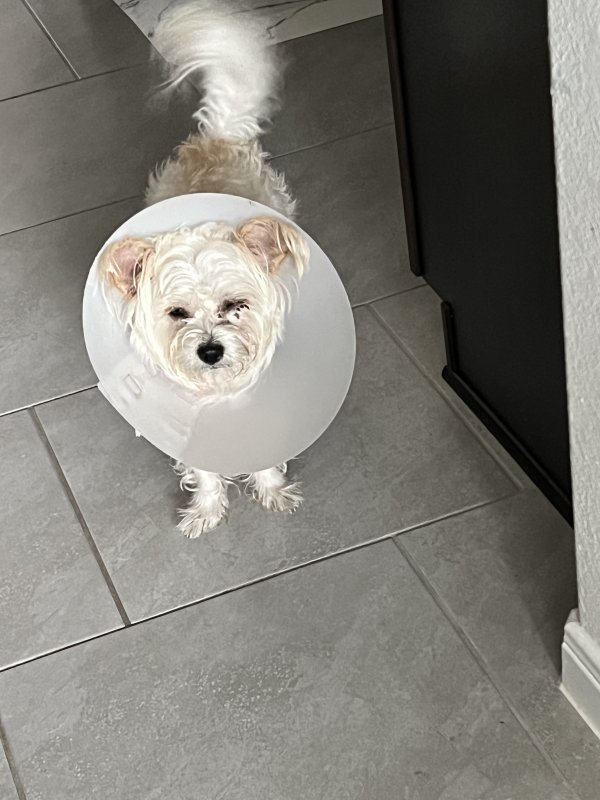 Safe Cairn Terrier in Houston, TX