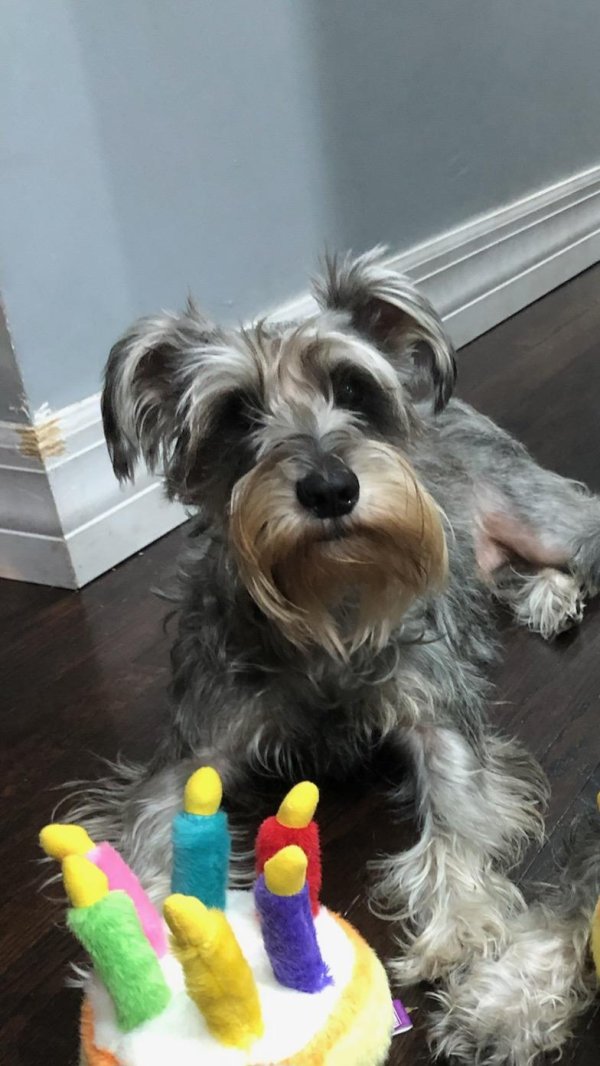 Safe Miniature Schnauzer in Hialeah, FL