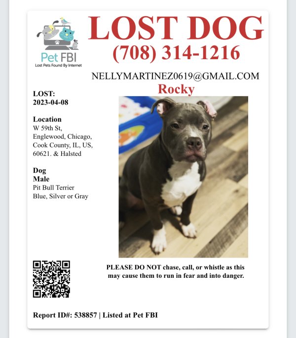 Safe Pit Bull in Chicago, IL