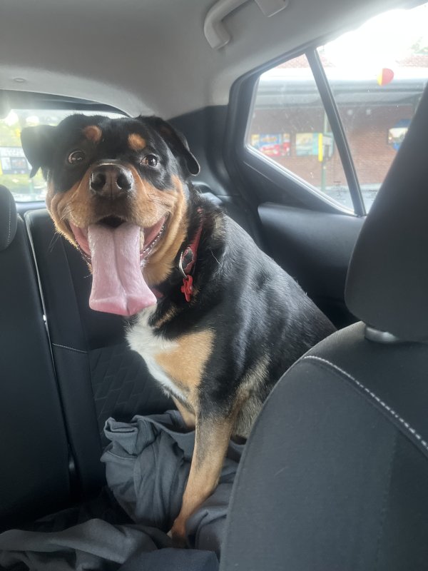Safe Rottweiler in Raleigh, NC