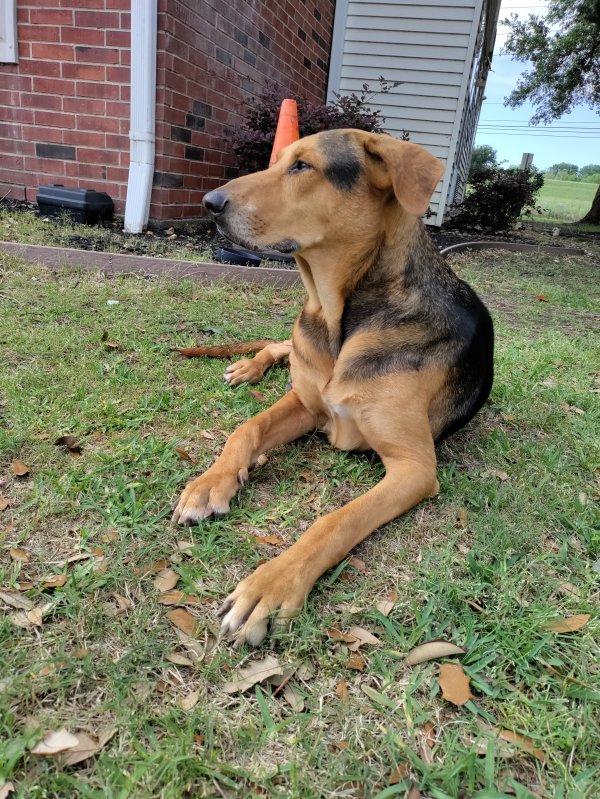 Safe Black and Tan Coonhound in Houston, TX